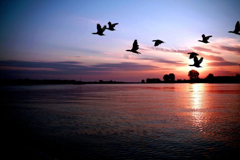 Birds flight with beautiful sunset